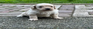 Raffa (reu, niet beschikbaar)