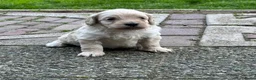 Labradoodle honden te koop: Nog 4 Mini Labradoodle pups beschikbaar.  - Advertentie 38