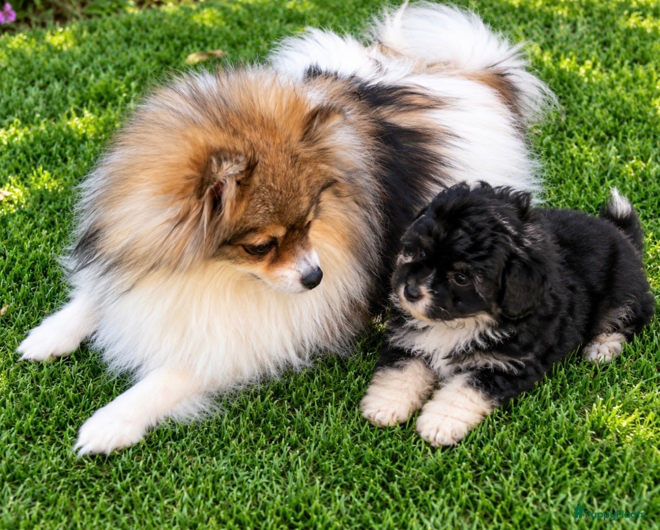 Kruising honden Pomapoo reutje zie beschrijving  - Advertentie 2