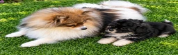 Kruising honden te koop: Pomapoo reutje zie beschrijving  - Advertentie 1