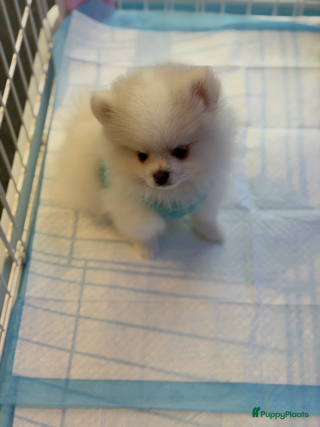 Pomeriaan honden te koop: Mooiste raszuivere pomeranian pomeriaan pups - Advertentie 6