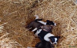 Jack Russel Terriër honden te koop: Pups: Jack Russel X Keeshond - Afbeelding 18