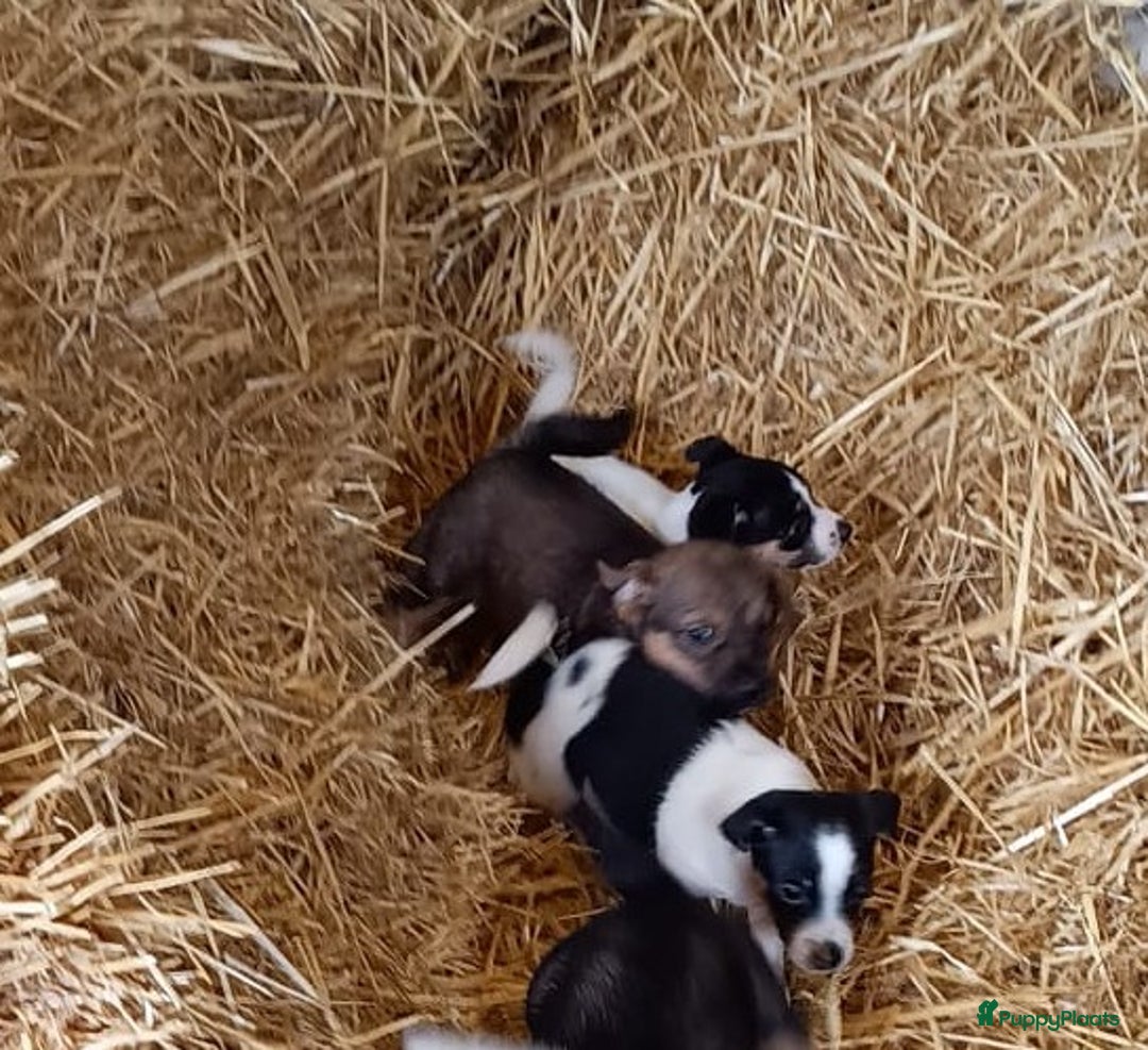 Jack Russel Terriër honden te koop: Pups: Jack Russel X Keeshond - Afbeelding 18