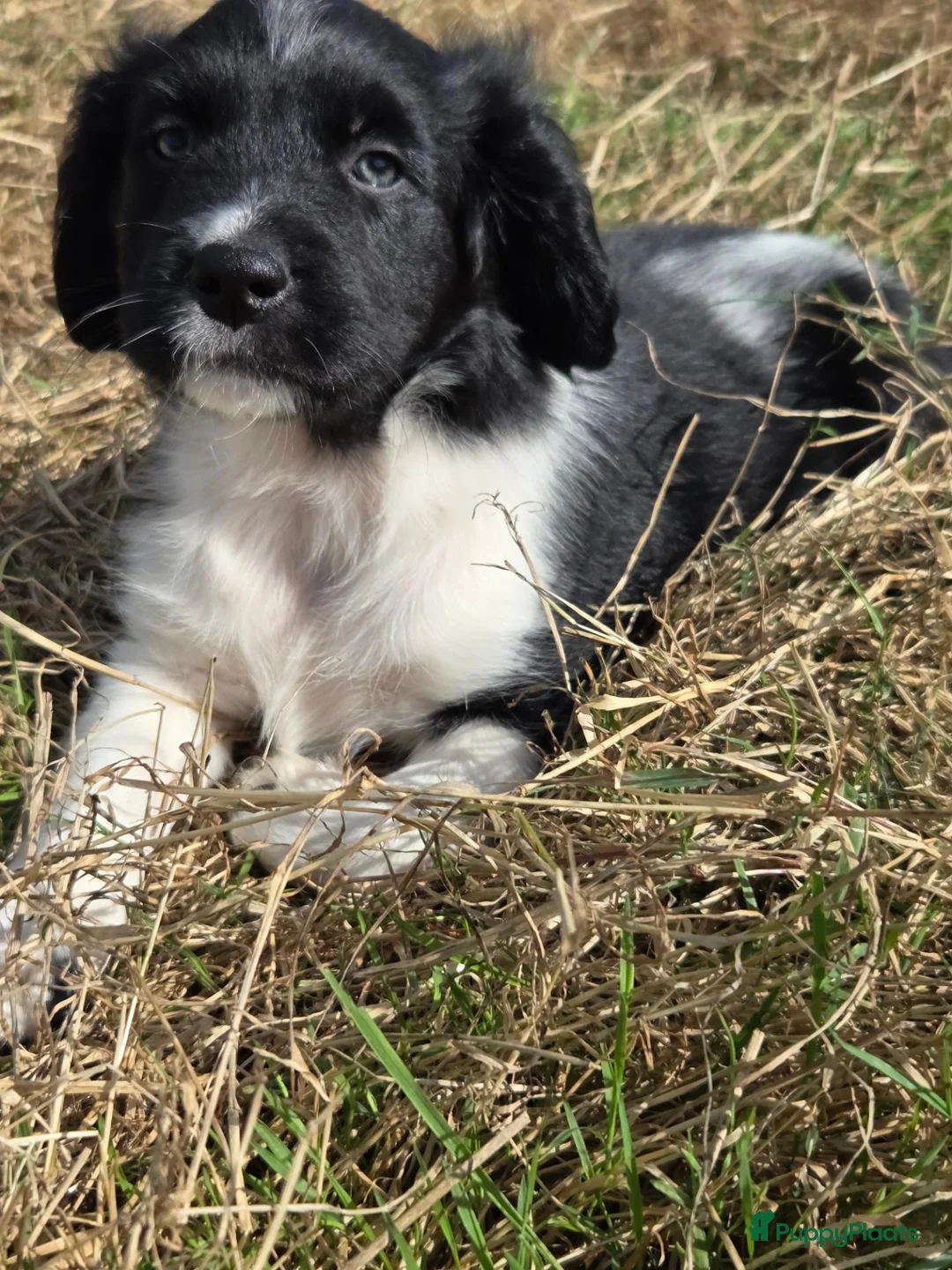 Kruising honden te koop: Friese Stabij/Border CollieXFriese Stabij reutjes - Advertentie 1