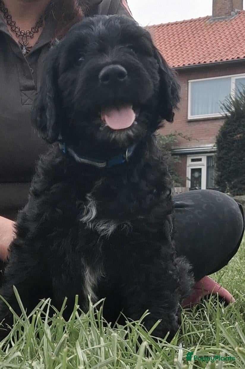 Goldendoodle honden te koop: Golden doedle pups - Advertentie 5