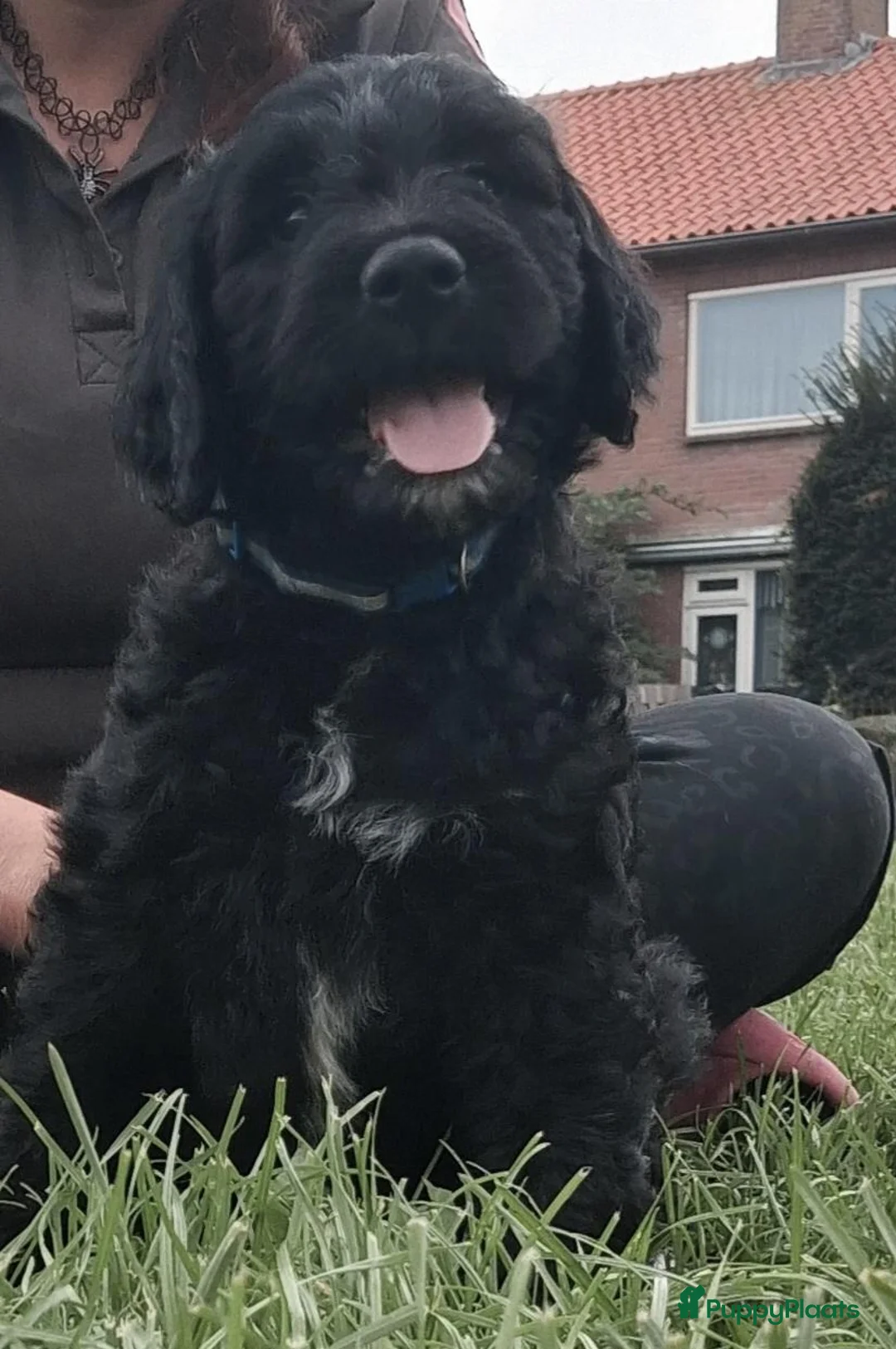 Goldendoodle honden te koop: Golden doedle pups - Advertentie 1