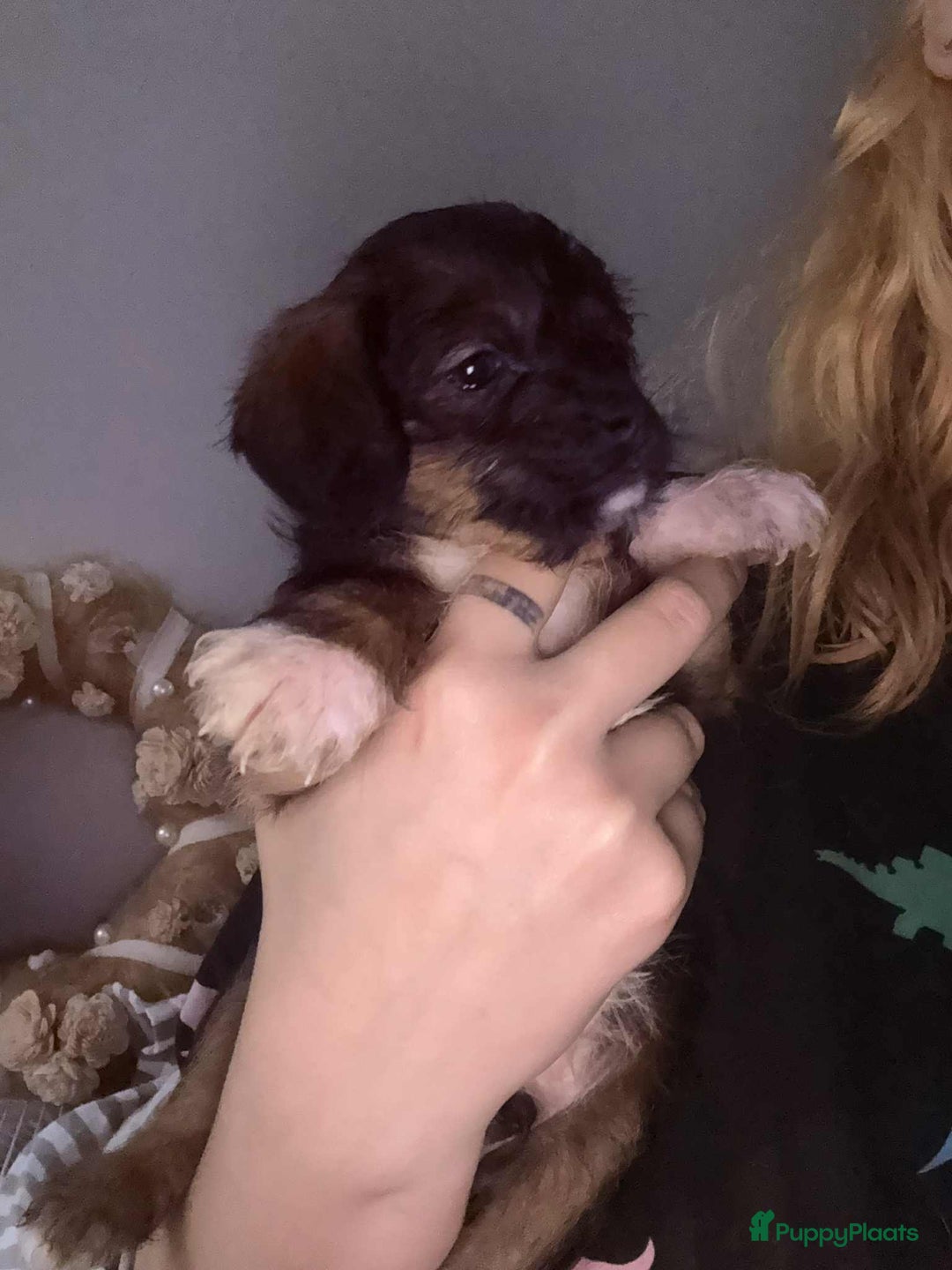 Kruising honden te koop: Jugapoo's  - Advertentie 11