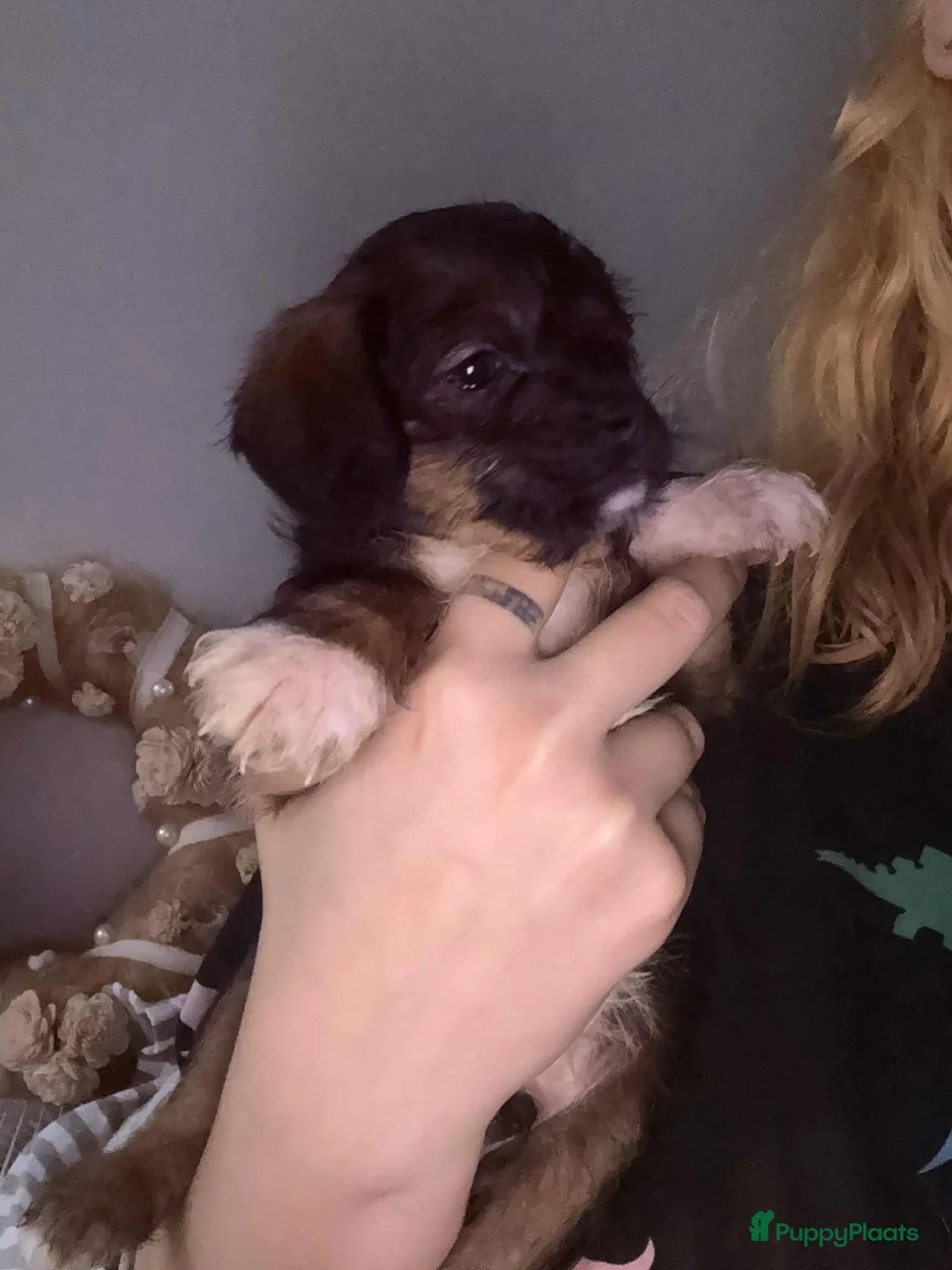 Kruising honden te koop: Jugapoo's  - Advertentie 11