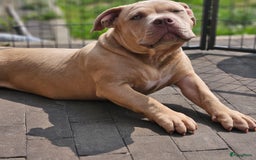 Amerikaanse Bully honden te koop: 2 leuke, teefjes met een zacht karakter .  - Afbeelding 7