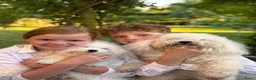 Bolognezer honden te koop: Super mooie bolognezer pupjes met stamboom - Advertentie 8