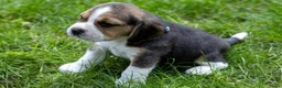 Beagle honden te koop: Mooie stamboom Beagle pups - Advertentie 5