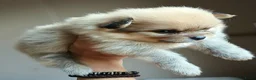 Pomchi honden te koop: Pomeriaan pups - Advertentie 7