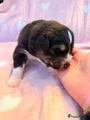 Australian Shepherd Puppy 3