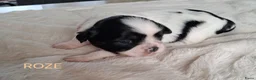 Kruising honden te koop: Mooie Boomer pups - Advertentie 9