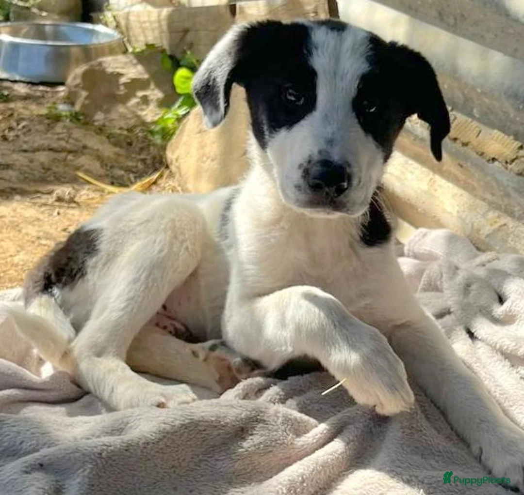 Kruising honden ter adoptie: waar mag Davy zijn mandje komen te staan  - Advertentie 1