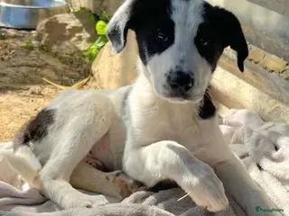 Kruising honden waar mag Davy zijn mandje komen te staan - Advertentie 1