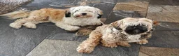 Tibetaanse Terriër honden te koop: Raszuivere Tibetaanse Terriër pups  - Advertentie 21