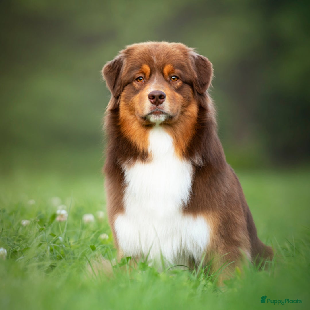 Australian Shepherd honden te koop: Prachtige Aussie Pups in Hulten - Afbeelding 3