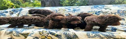 Labradoodle honden te koop: Labradoodle pups - Advertentie 8