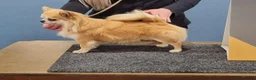 Chihuahua honden te koop: FCI stamboom Chihuahua pups  - Advertentie 7