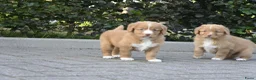 Nova Scotia Duck Tolling Retriever honden te koop: Nova Scotia Duck Tolling Retriever pups # Toller - Advertentie 18