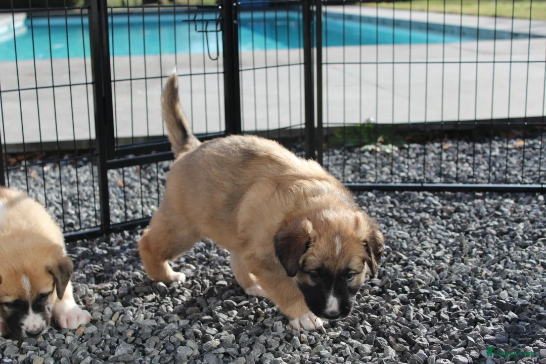 Kruising honden te koop: 🐾 Lieve, sociale pups zoeken hun gouden mandje 🐾 - Advertentie 9