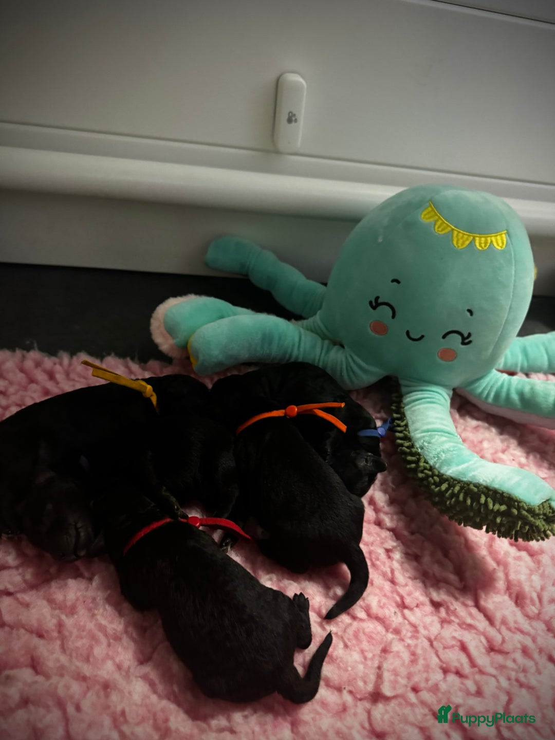 Labradoodle honden te koop: Labradoodle pups - Advertentie 9