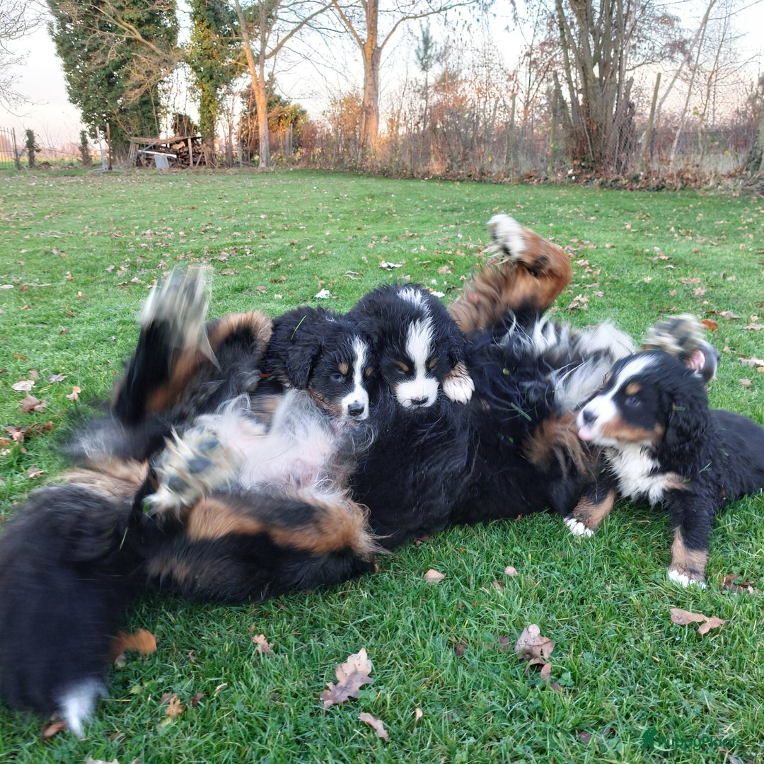 Berner Sennenhond honden te koop: Berner sennen puppys met stamboom - Advertentie 5