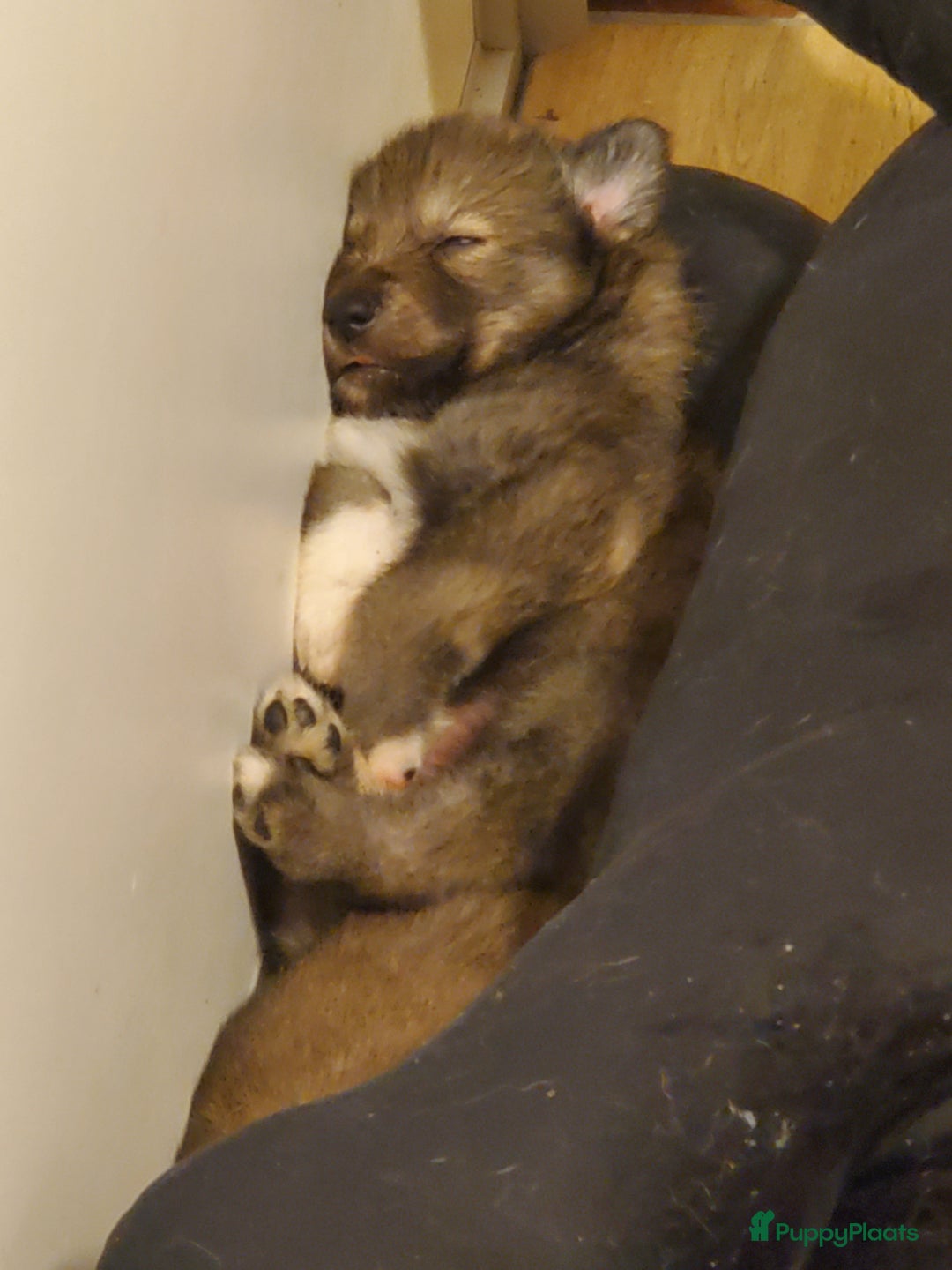 Kruising honden te koop: Kruising pups herder/husky - Advertentie 4