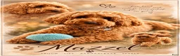 Australian Labradoodle honden te koop: Nest aankondig Australian Labradoodle  in Sevenum - Advertentie 1