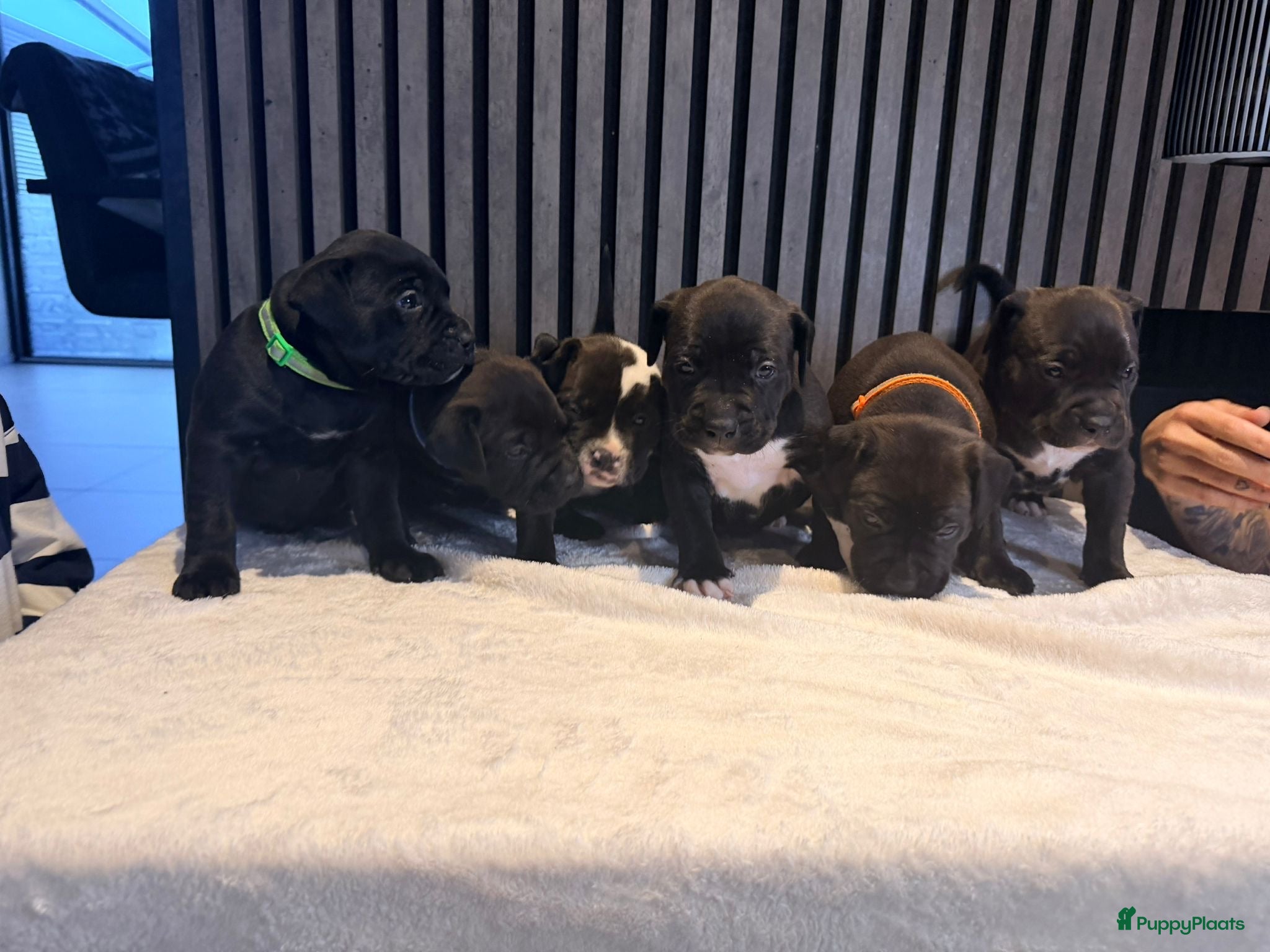 Amerikaanse Bully honden American bully xl pups  - Advertentie 1
