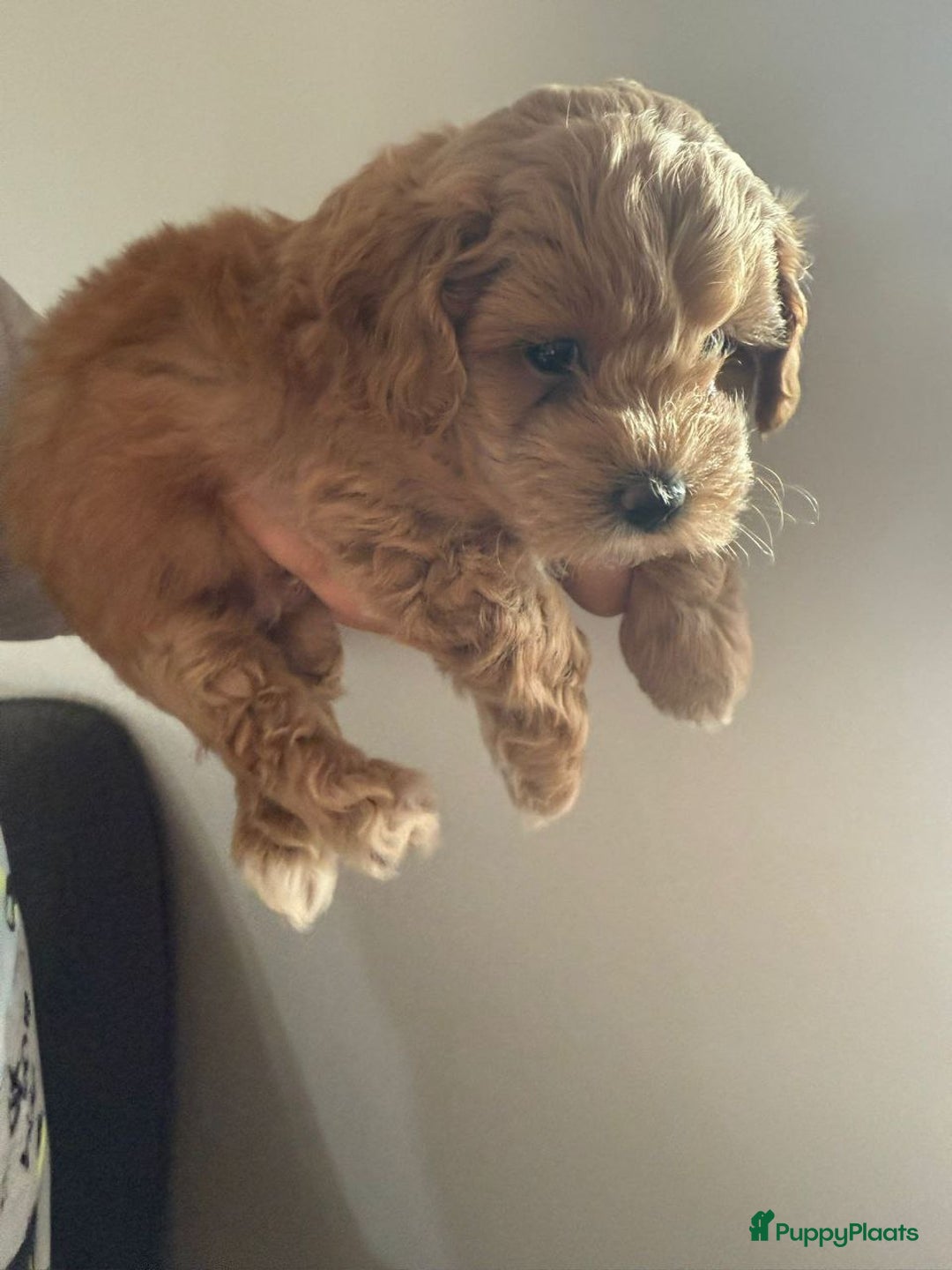 Maltipoo honden te koop: malteserpoedel pup, 7 weken - Advertentie 4