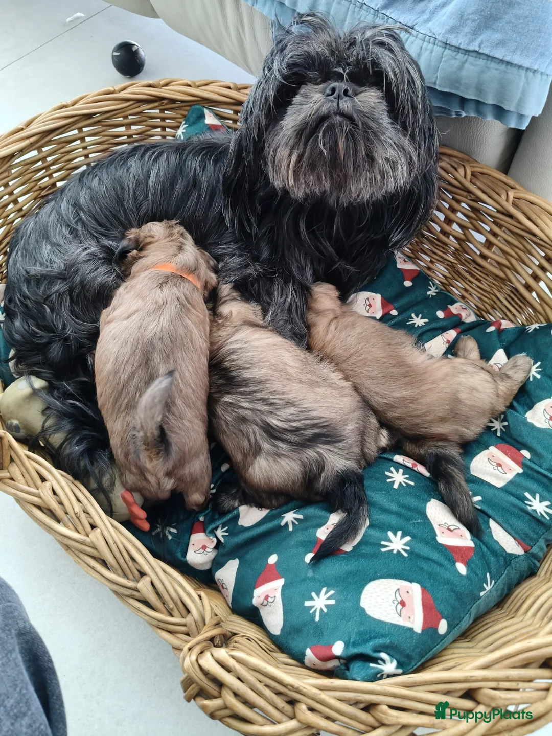 Shih Tzu honden te koop: Mooie Shih Tzu pups - Advertentie 3