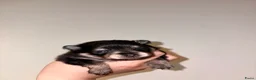 Kruising honden te koop: Pomeriaan pups black en tan & merle - Advertentie 4