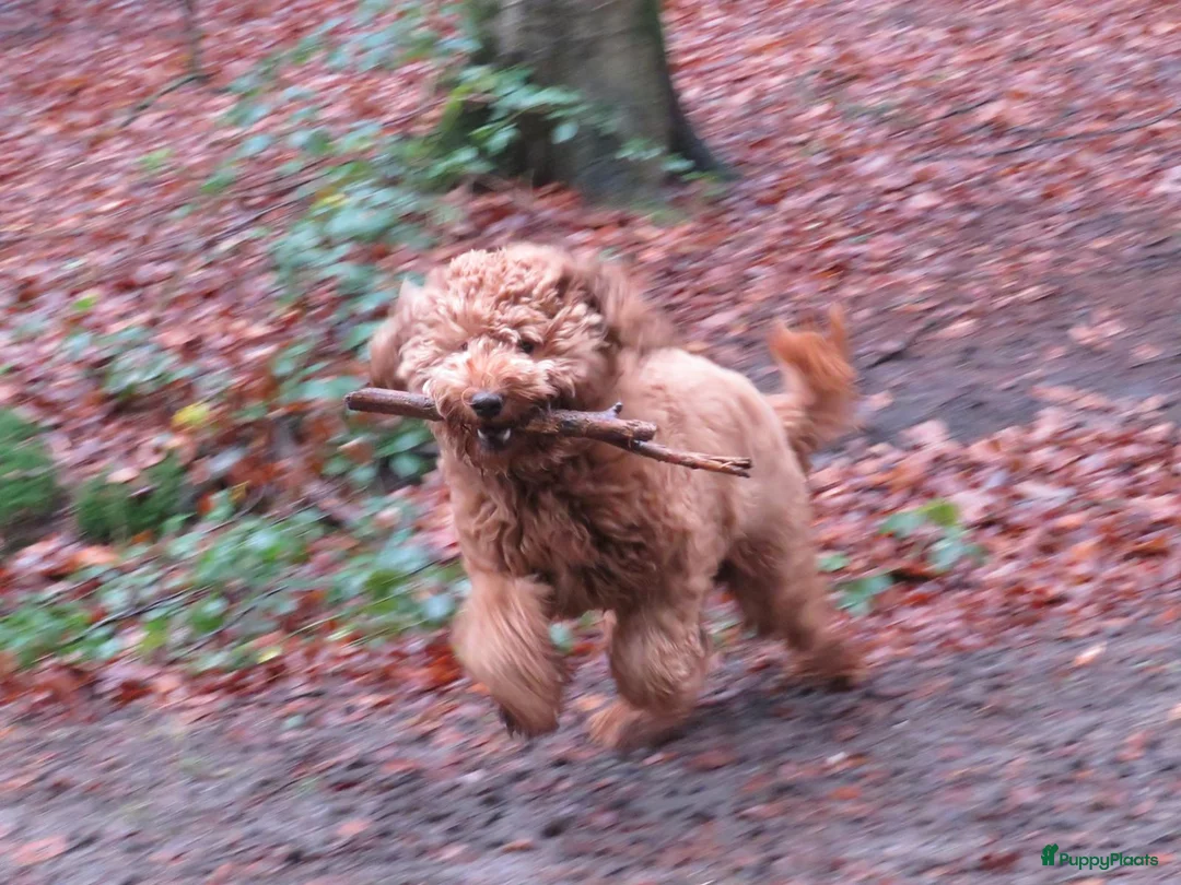 Labradoodle honden ter dekking: KNAPPE HALF AUSTRALIAN LABRADOODLE DEKREU PUK in Breda - Advertentie 7
