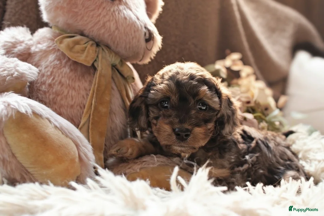 Maltipoo honden te koop: Prachtige Maltipoo puppy’s 🩷 - Advertentie 7