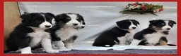 Border Collie honden te koop: Prachtige raszuivere Border Collie pups - Advertentie 7