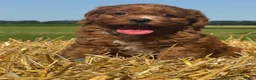 Cavapoo honden te koop: Cavapoo pups getest hypoallergeen mini doodle - Advertentie 6