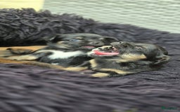 Chihuahua honden te koop: Chihuahua reutjes  - Afbeelding 7