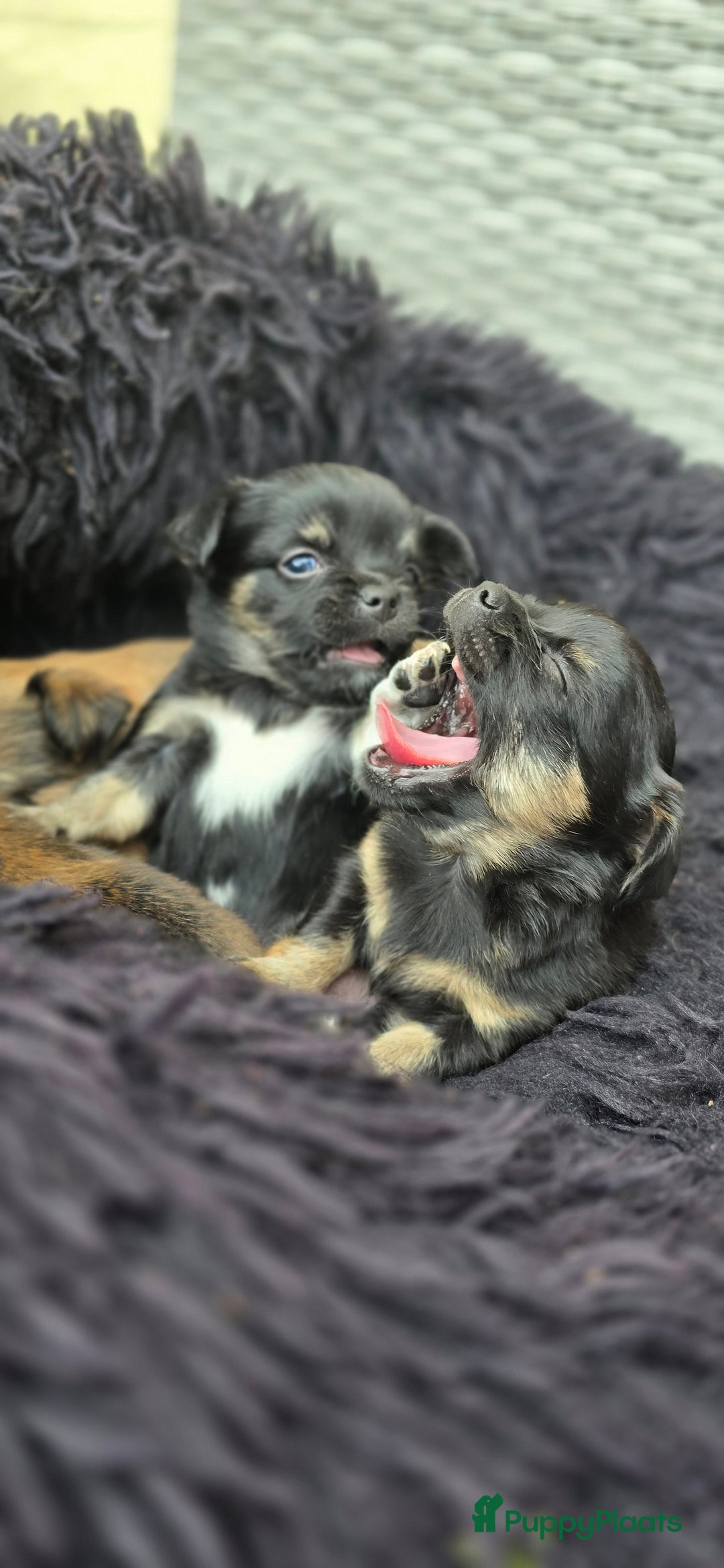 Chihuahua honden te koop: Chihuahua reutjes  - Afbeelding 7