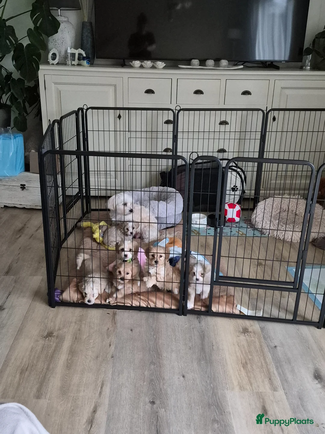 Maltipoo honden te koop: Maltipoo pups te koop in Lelystad - Advertentie 2