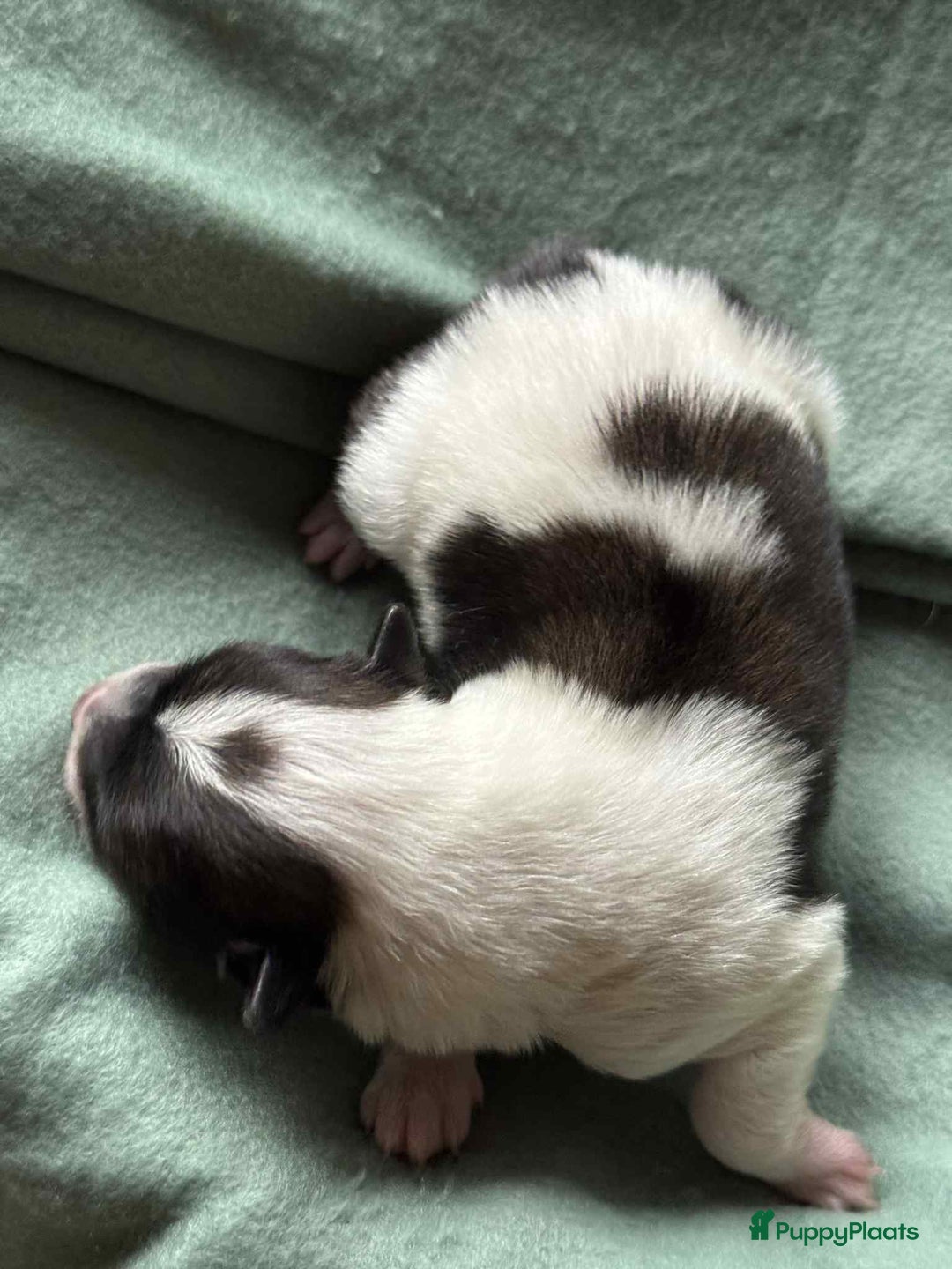 Thai Bangkaew Dog honden te koop: Thai Bangkaew Dog puppies - Advertentie 9