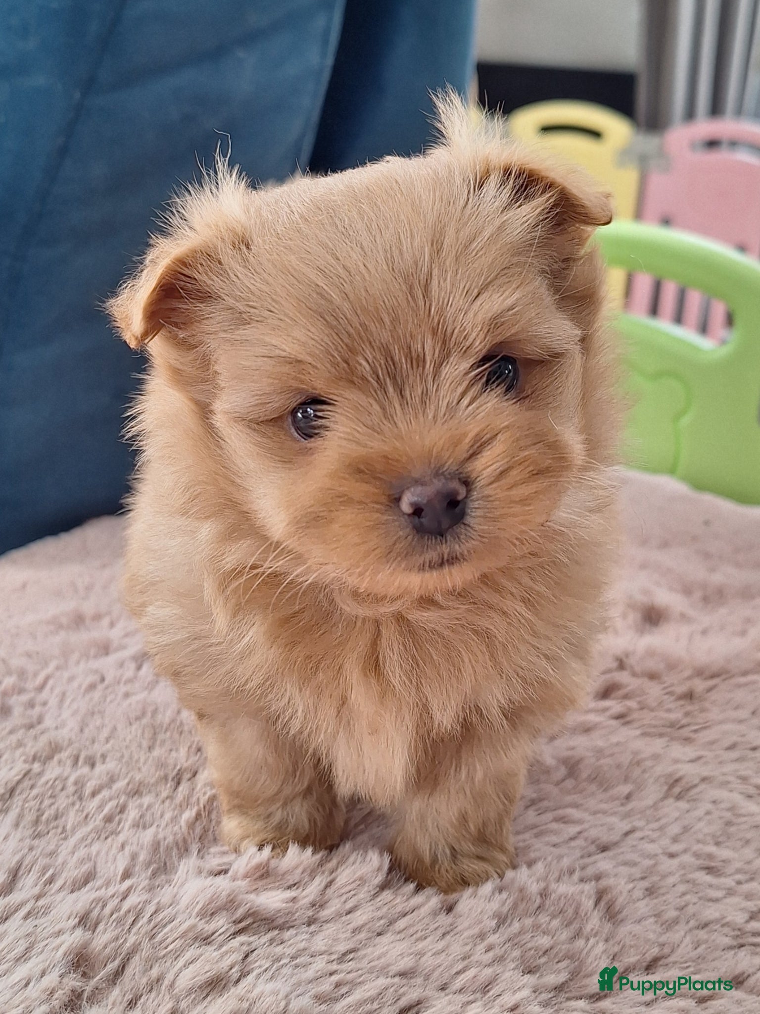 Kruising honden Mooie havapom (havanezer/pomeriaan) pups - Advertentie 11