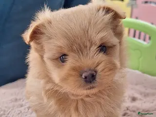 Kruising honden Mooie havapom (havanezer/pomeriaan) pups - Advertentie 11