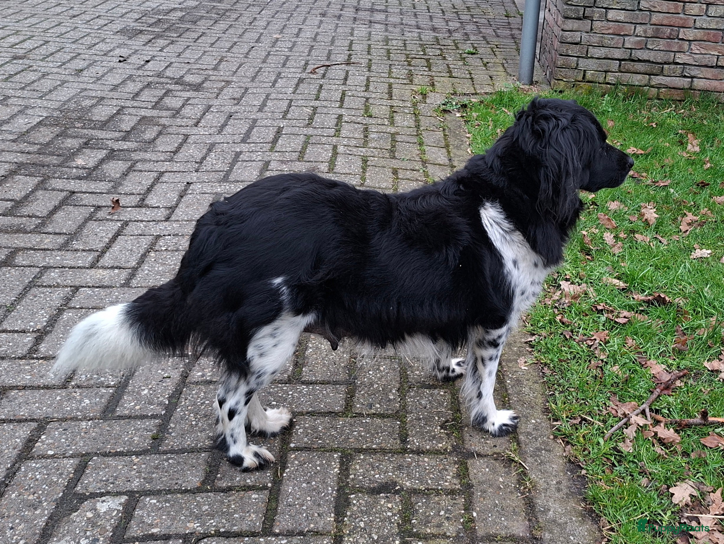 Friese Stabij honden Reu Friese Stabij pup - Advertentie 2