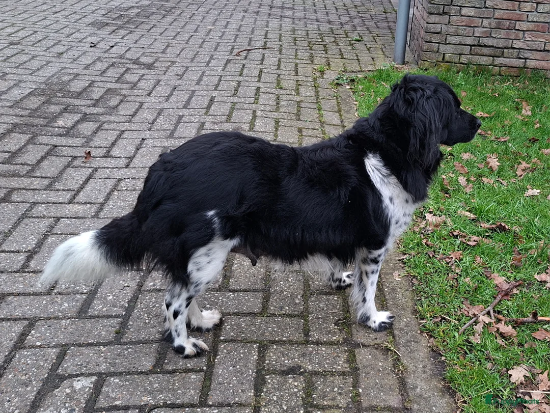 Friese Stabij honden te koop: Reu Friese Stabij pup - Advertentie 2