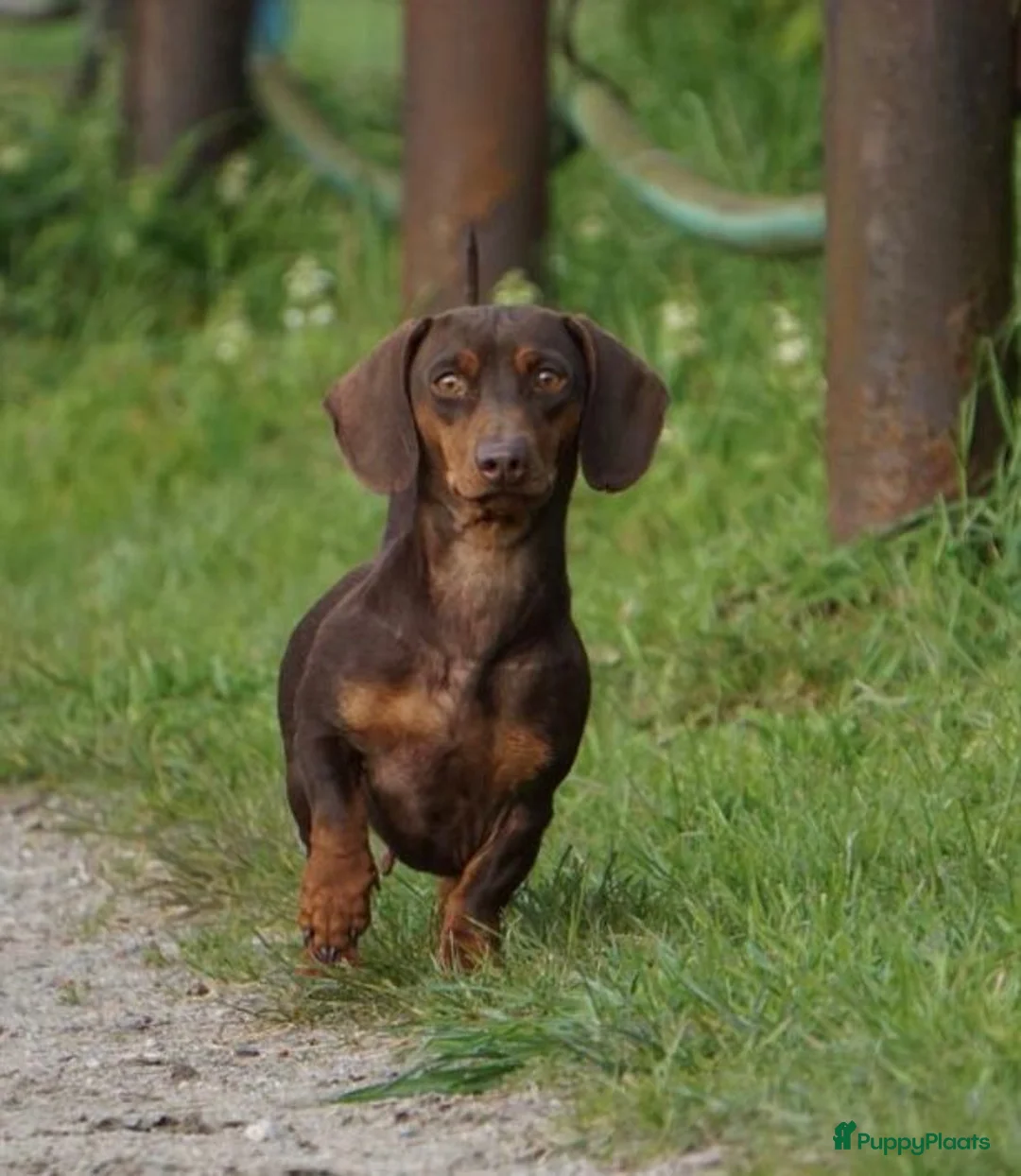 Teckel (korthaar)  honden te koop: Super lieve teckelpups zoeken forever home! - Advertentie 2