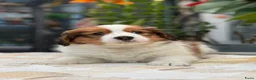 Kooikerhondje honden te koop: Schitterende kooikerpups - Advertentie 3