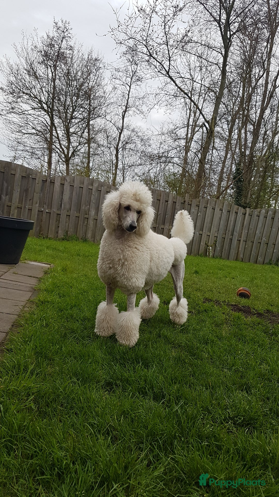 Poedel honden te koop: Konings poedel pups met FCI stamboom - Advertentie 6