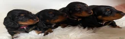 Teckel (langhaar) honden te koop: Teckel standaard langhaar met stamboom - Advertentie 14